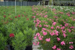 Nerium oleander 